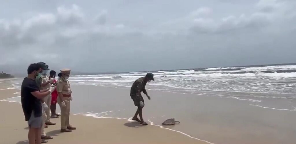 Hawksbill Sea Turtle Rescued, Recovered And Released Back Into The Sea