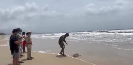 Hawksbill Sea Turtle Rescued, Recovered And Released Back Into The Sea