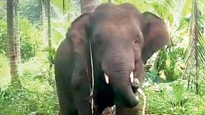 Farmers Affected By Elephant Omkar Await Compensation; ‘VIPs Get Facilities, But What About Farmers?’