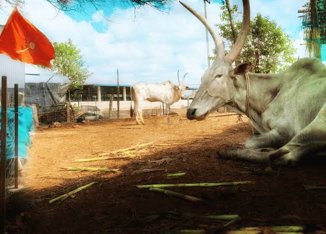 Over 171 Cattle Left Roaming After Demolition of Dhyan Foundation Gaushala in Goa