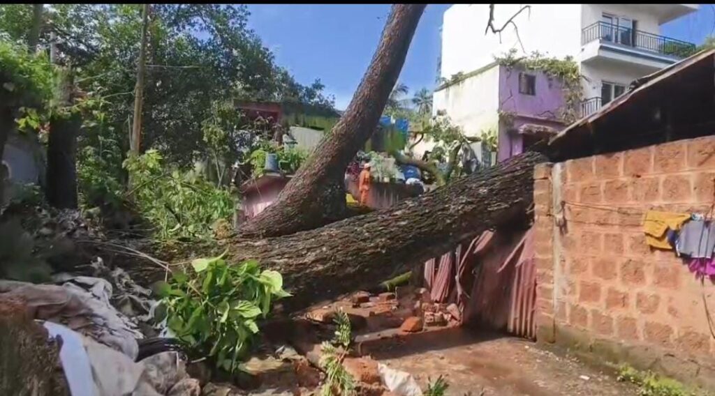 Huge Tree Crashes Onto Houses at Desterro-Baina, No injuries reported
