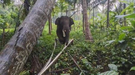 ‘Omkar’ elephant returns to Mopa-Tambose, farmers fear Chaturthi crop losses