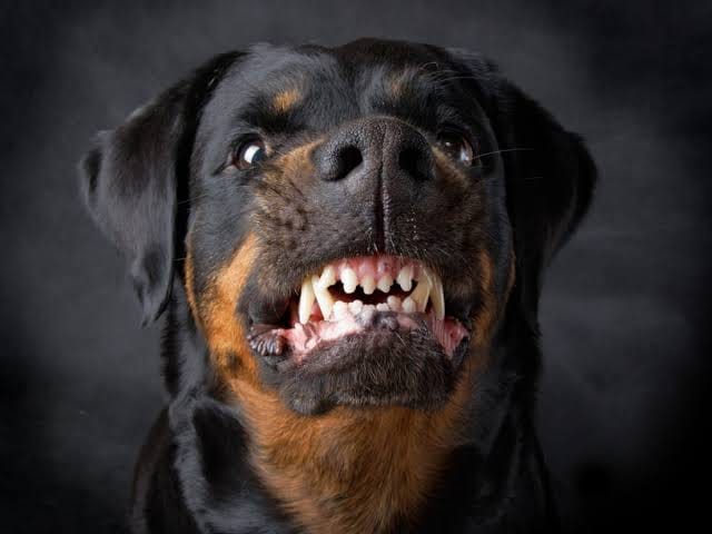 Assagao Rottweiler attack case: Mapusa court acquits 68-year-old owner