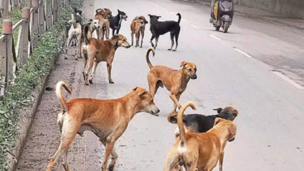 Goa to conduct state-wide survey of stray dogs, pet dogs and stray cattle