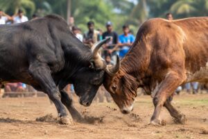 Bull fight organised for betting in Arambol, two booked