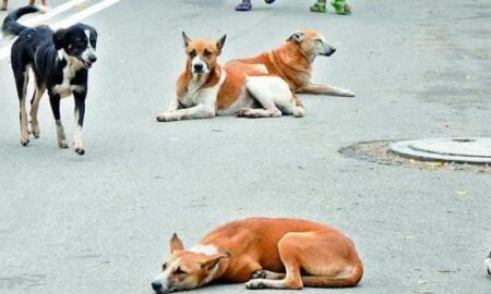 Goa To Map Every Ward’s Dog Population, Including Pet Dogs And Sterilisation Status