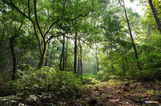 Goa’s ₹43.77-Crore CAMPA Plan Cut To ₹37.19 Crore By National Authority