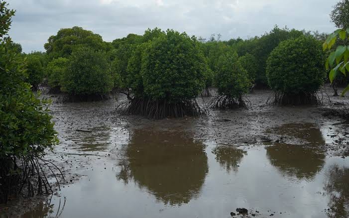 18 Of 29 Mangrove Offence Cases In Goa Remain Pending