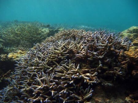 200+ Indian Ecologists Warn of El Niño Impact on Ecosystems