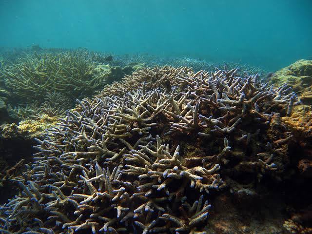 200+ Indian Ecologists Warn of El Niño Impact on Ecosystems