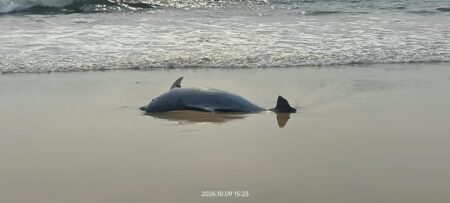 Dead dolphin calf washes ashore at Agonda beach
